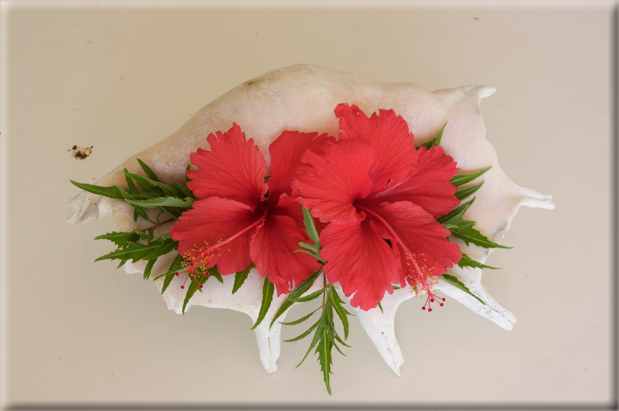 foto Flora e la Fauna alle Seychelles